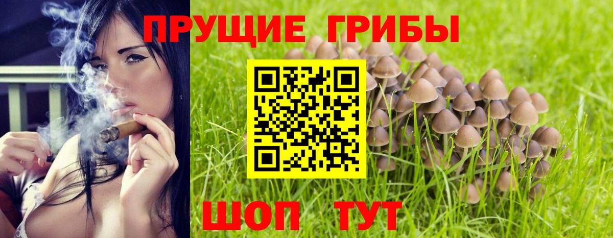 Псилоцибиновые грибы Psilocybine cubensis Дмитров